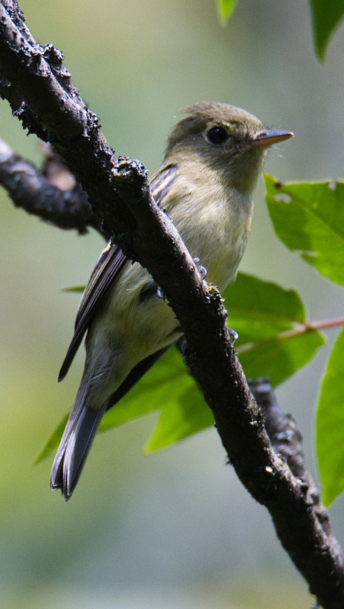 Yellow-bellied Flycatcher - ML608521833