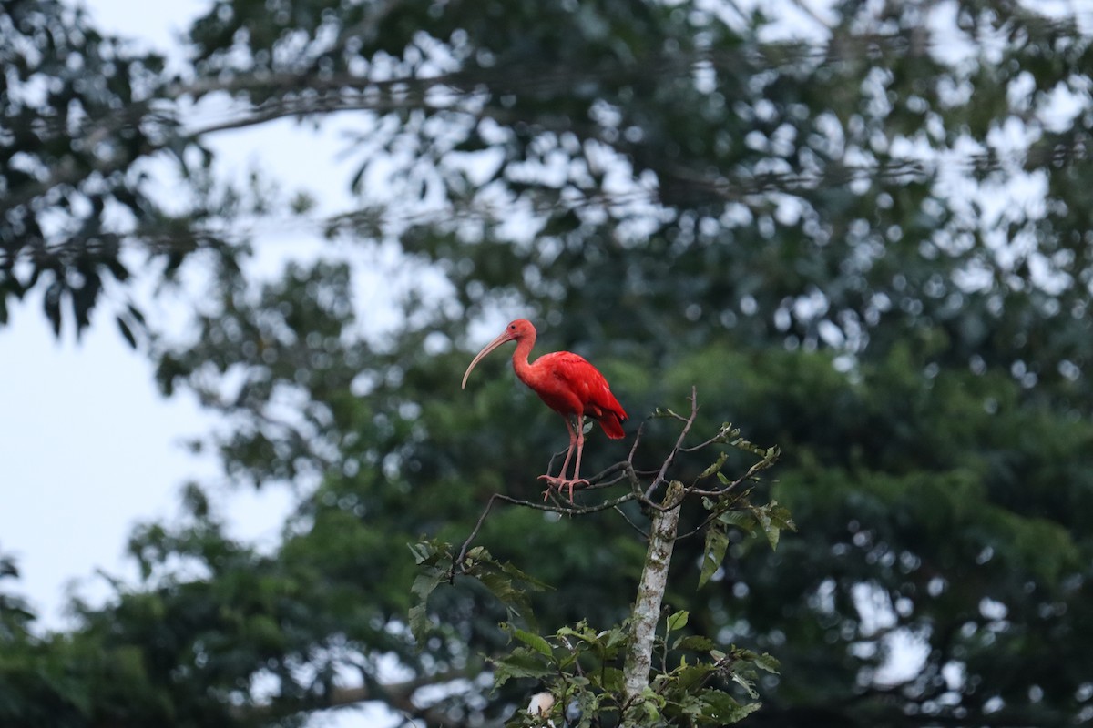 ibis rudý - ML608521936