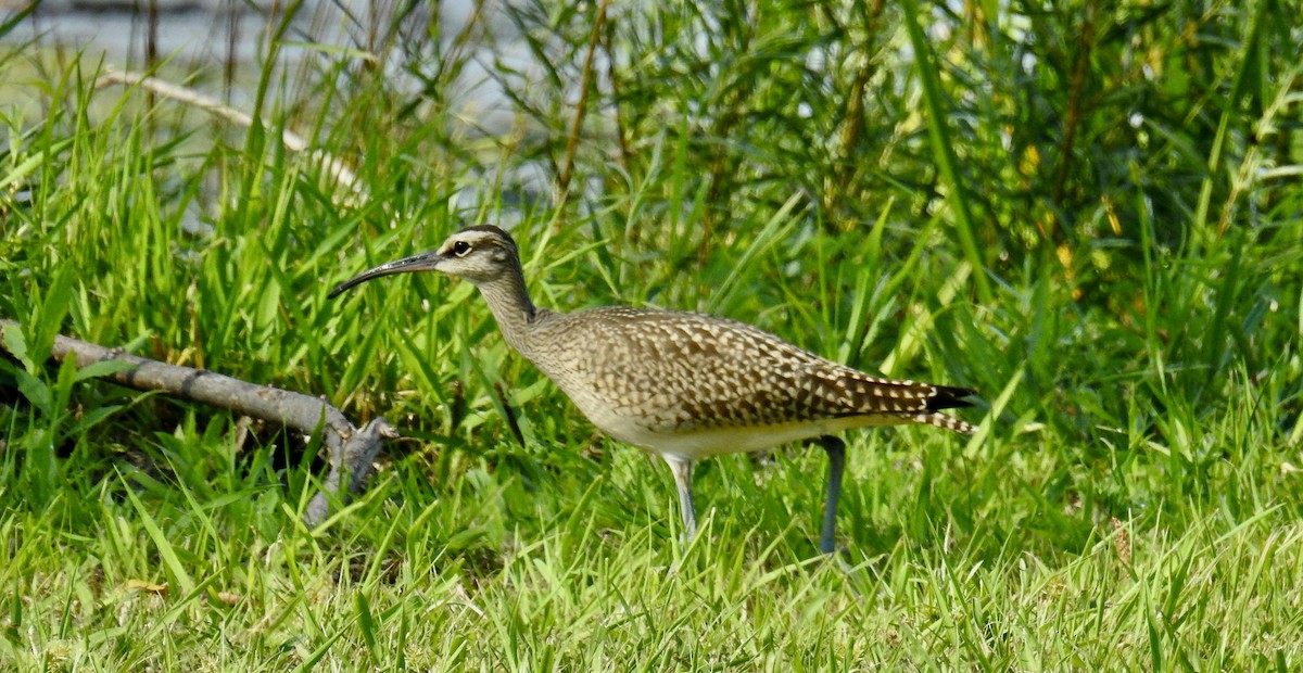 Regenbrachvogel - ML608522086