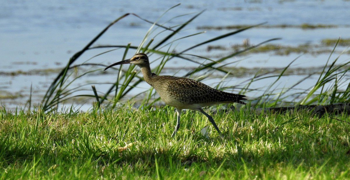 Regenbrachvogel - ML608522087