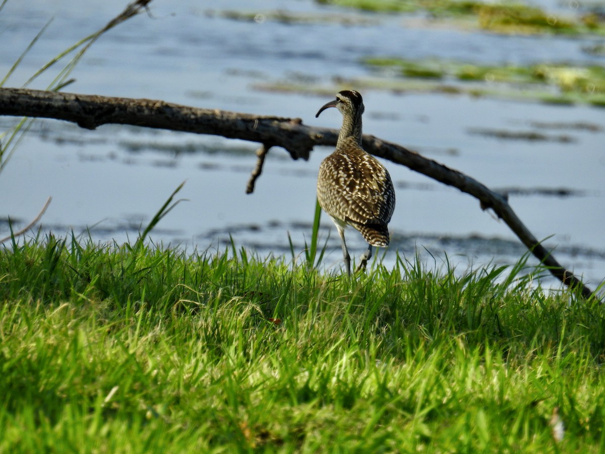 Regenbrachvogel - ML608522088