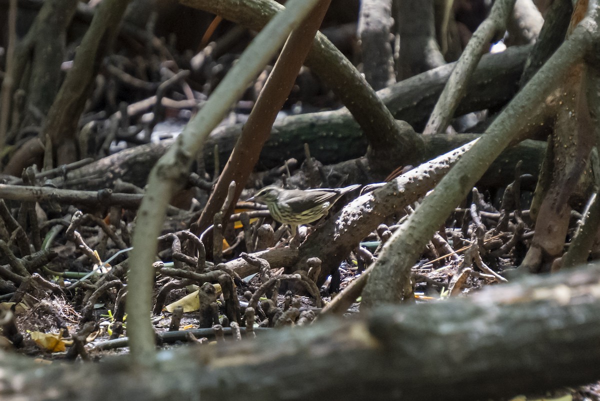 Louisiana Waterthrush - ML608522092