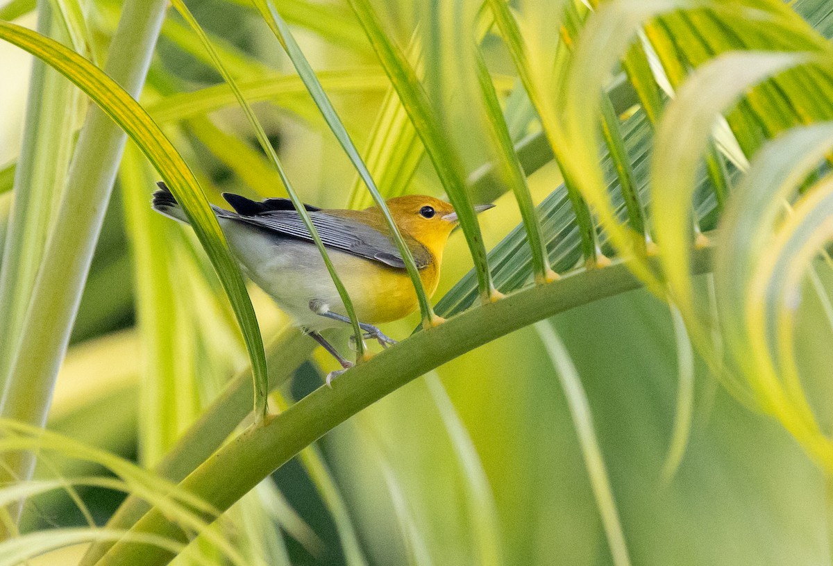 Prothonotary Warbler - ML608522216