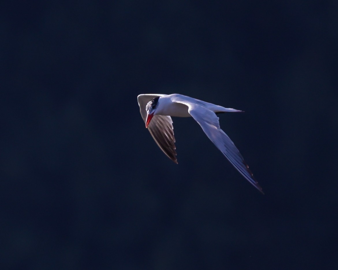 Caspian Tern - ML608522260