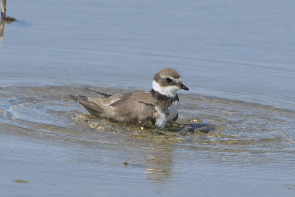 Semipalmated Plover - ML608522371