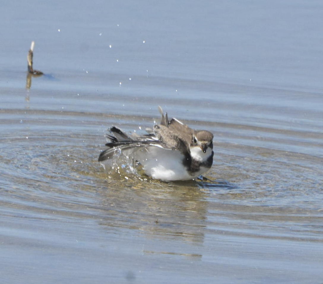 Semipalmated Plover - ML608522372