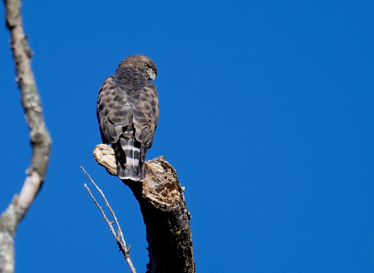 Broad-winged Hawk - ML608522404