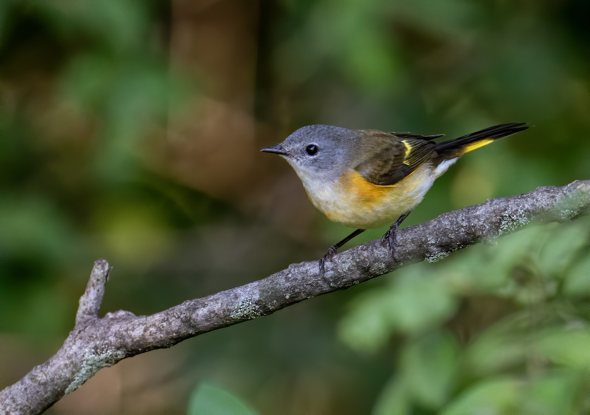 American Redstart - ML608522430