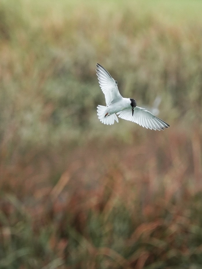 Little Tern - ML608522453