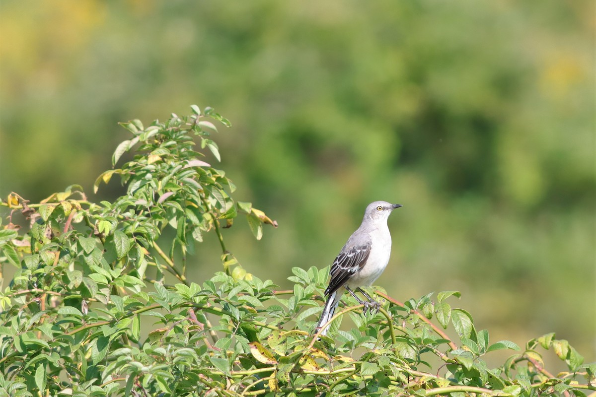 Northern Mockingbird - ML608522598