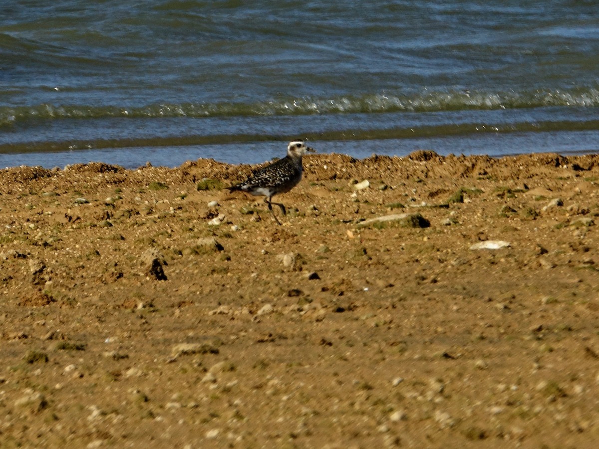 American Golden-Plover - ML608522608