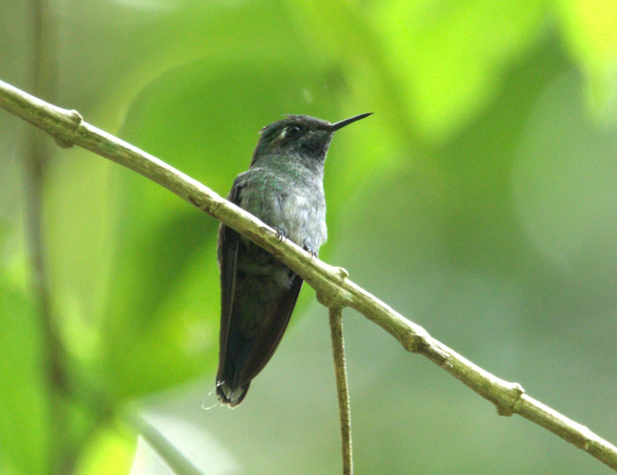 Emerald-chinned Hummingbird - Josue  de León Lux (Birding Guide) josuedeleonlux@gmail.com +502 3068 8988