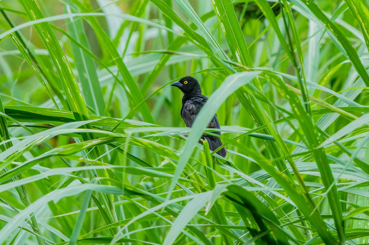 Vieillot's Black Weaver - ML608522686