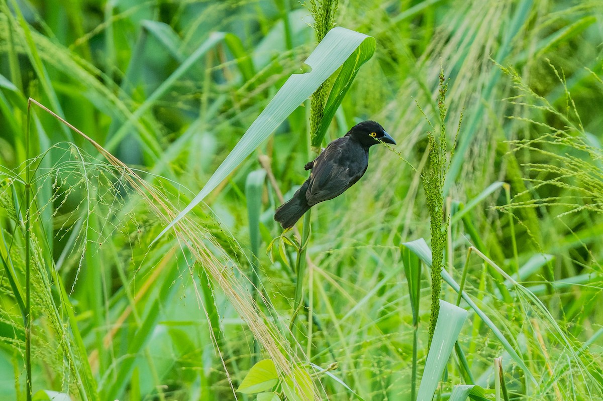 Vieillot's Black Weaver - ML608522691