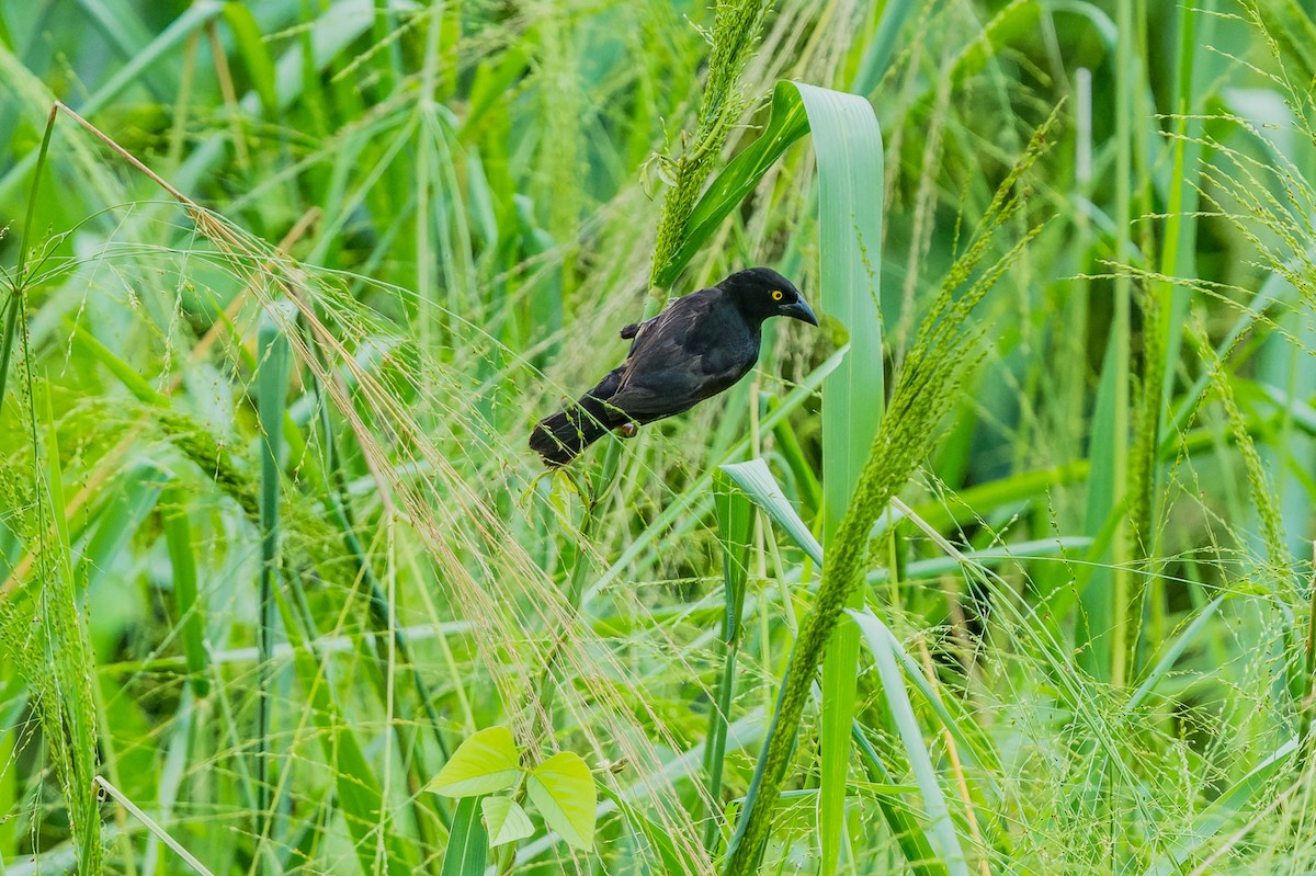 Vieillot's Black Weaver - ML608522692