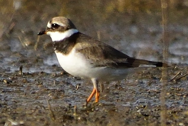 Common Ringed Plover - ML608522770
