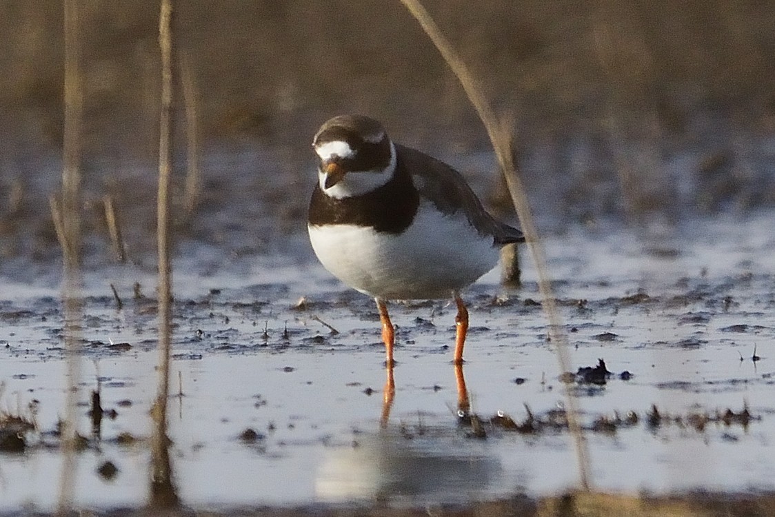 Common Ringed Plover - ML608522771