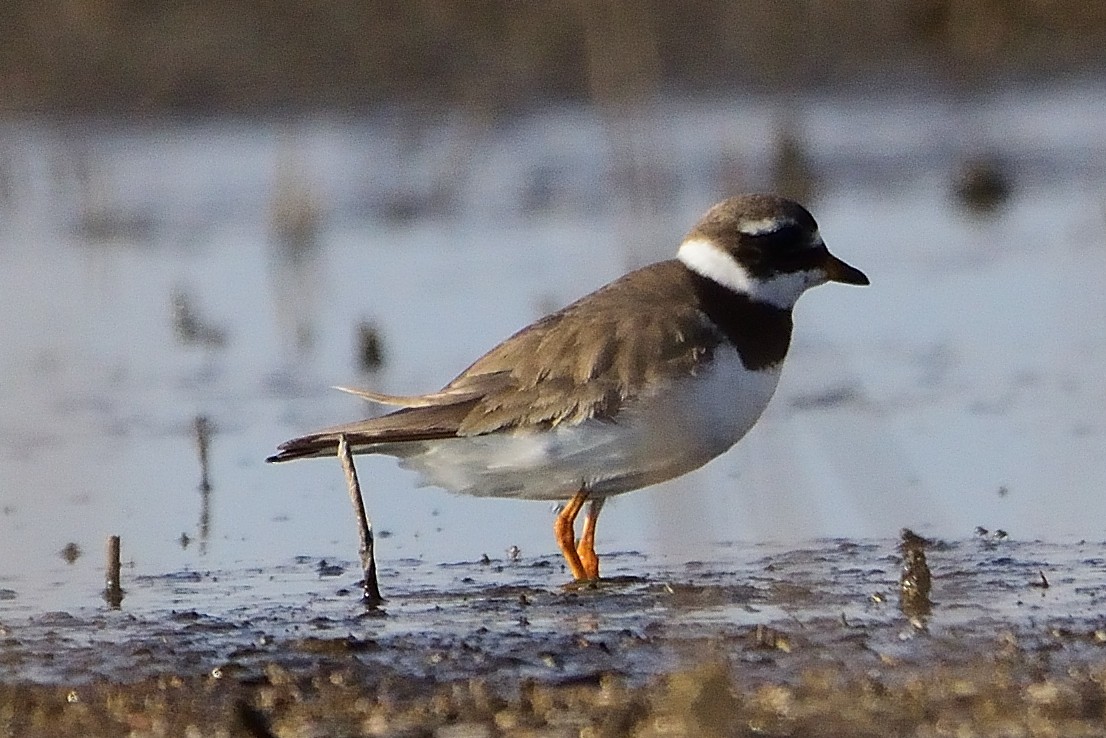 Common Ringed Plover - ML608522773
