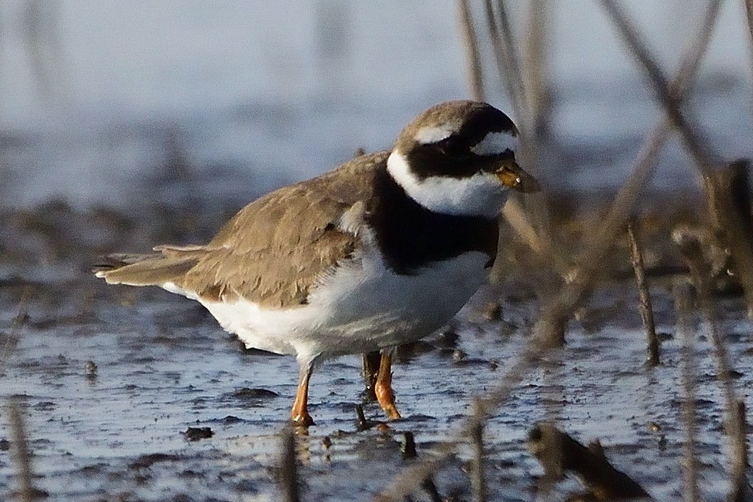 Common Ringed Plover - ML608522774