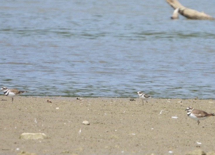 Semipalmated Plover - Jana Reser