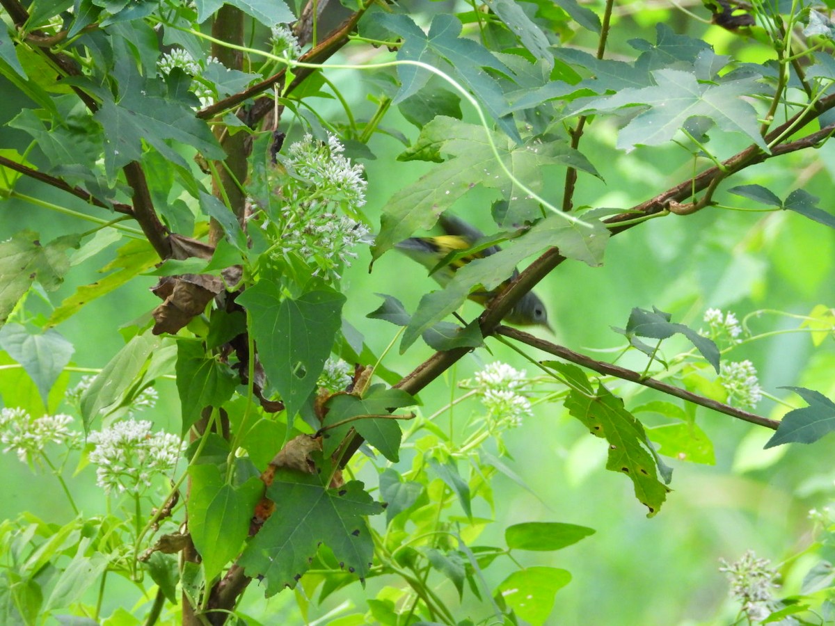 Magnolia Warbler - ML608522843
