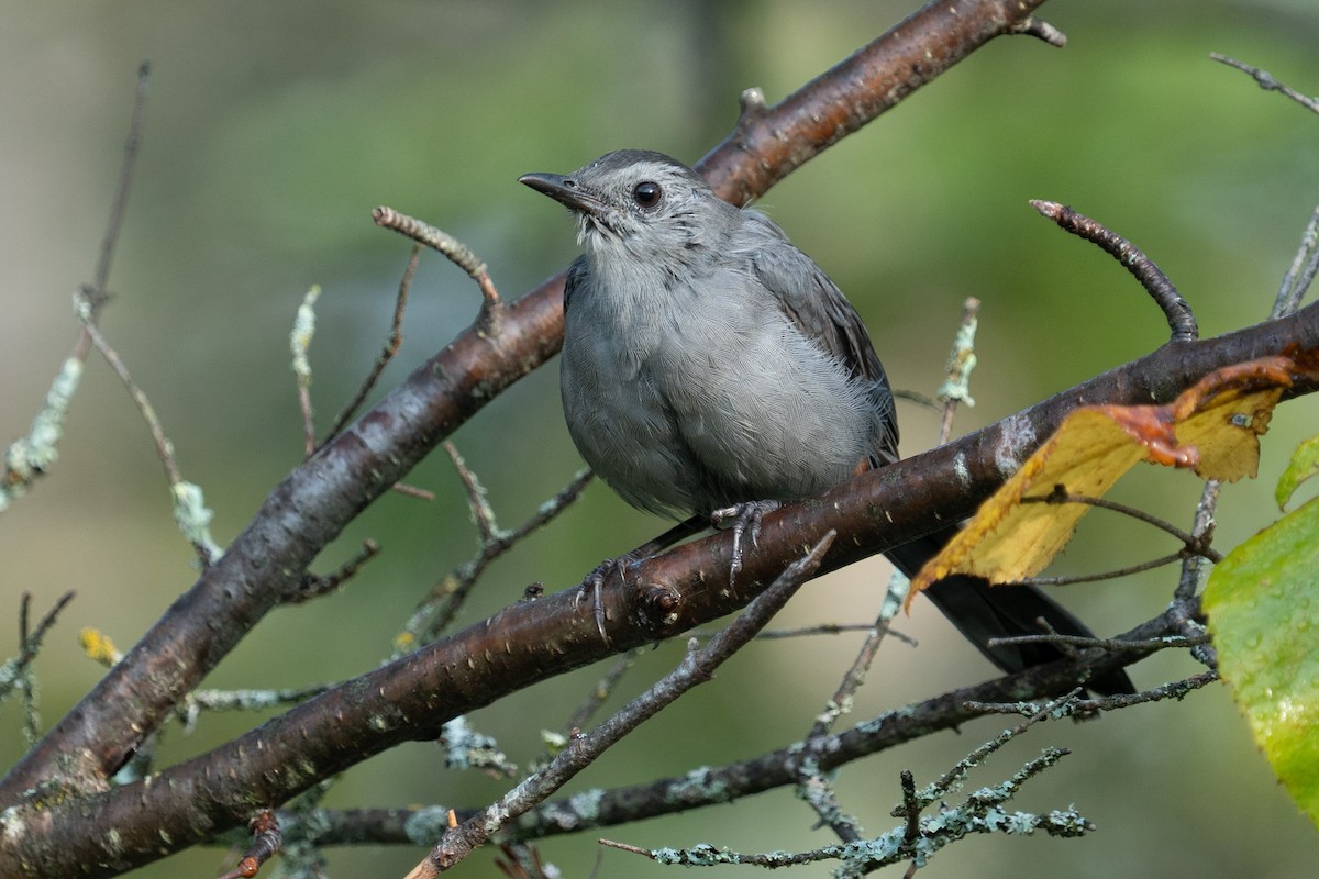 Gray Catbird - ML608522937