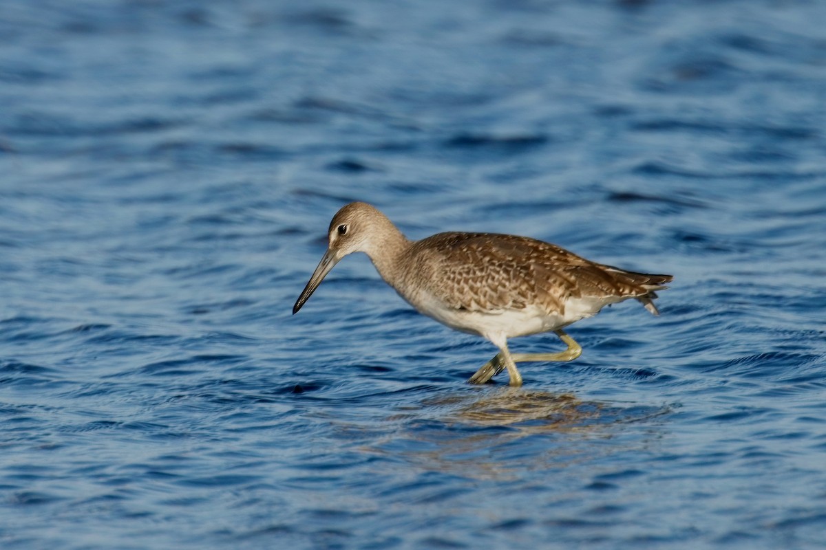 Willet - ML608523124