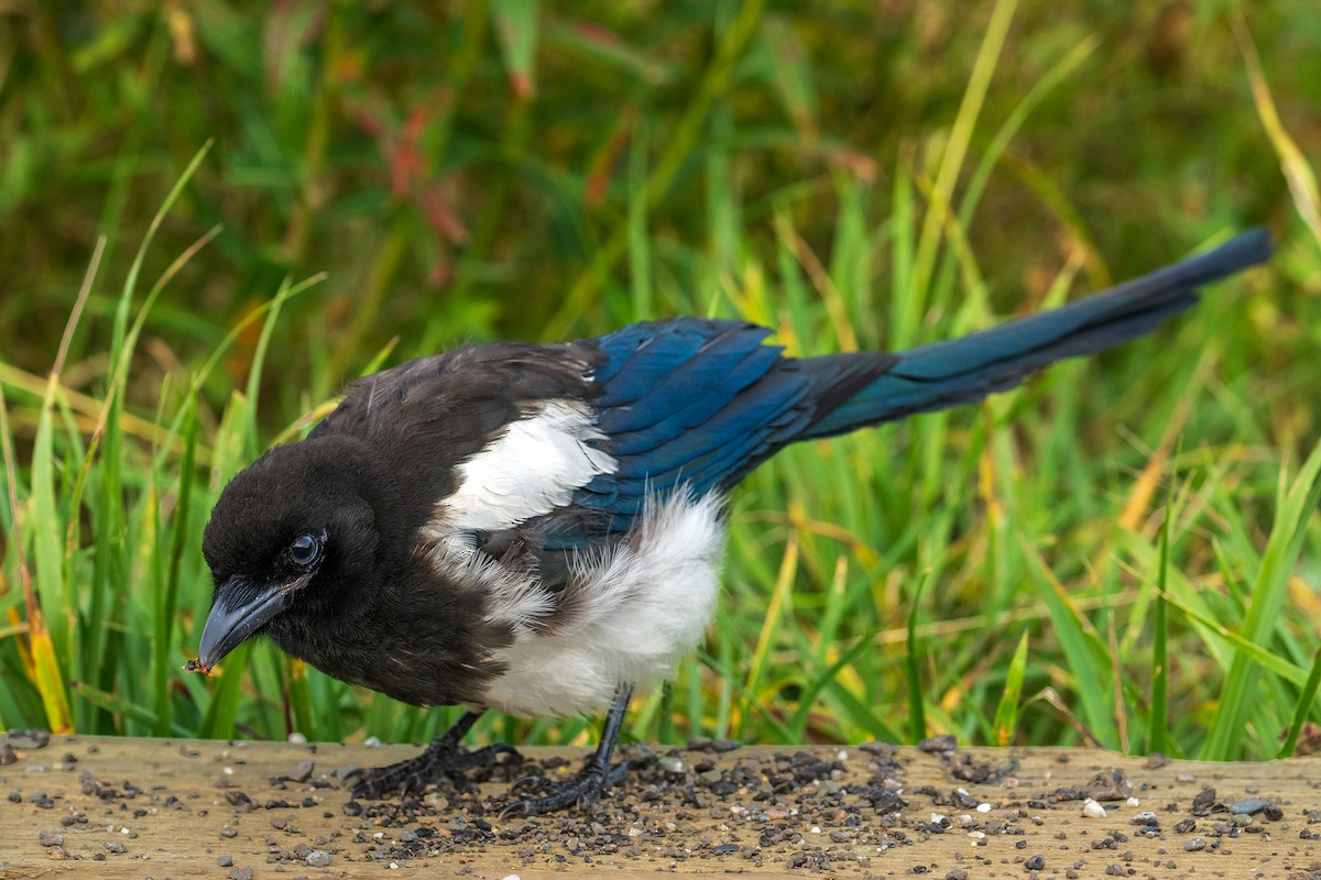 Black-billed Magpie - ML608523223