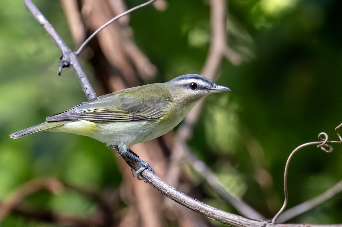 Kızıl Gözlü Vireo - ML608523244