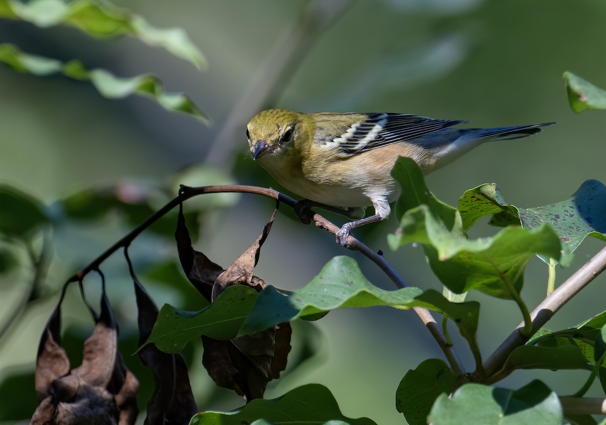 Bay-breasted Warbler - ML608523254