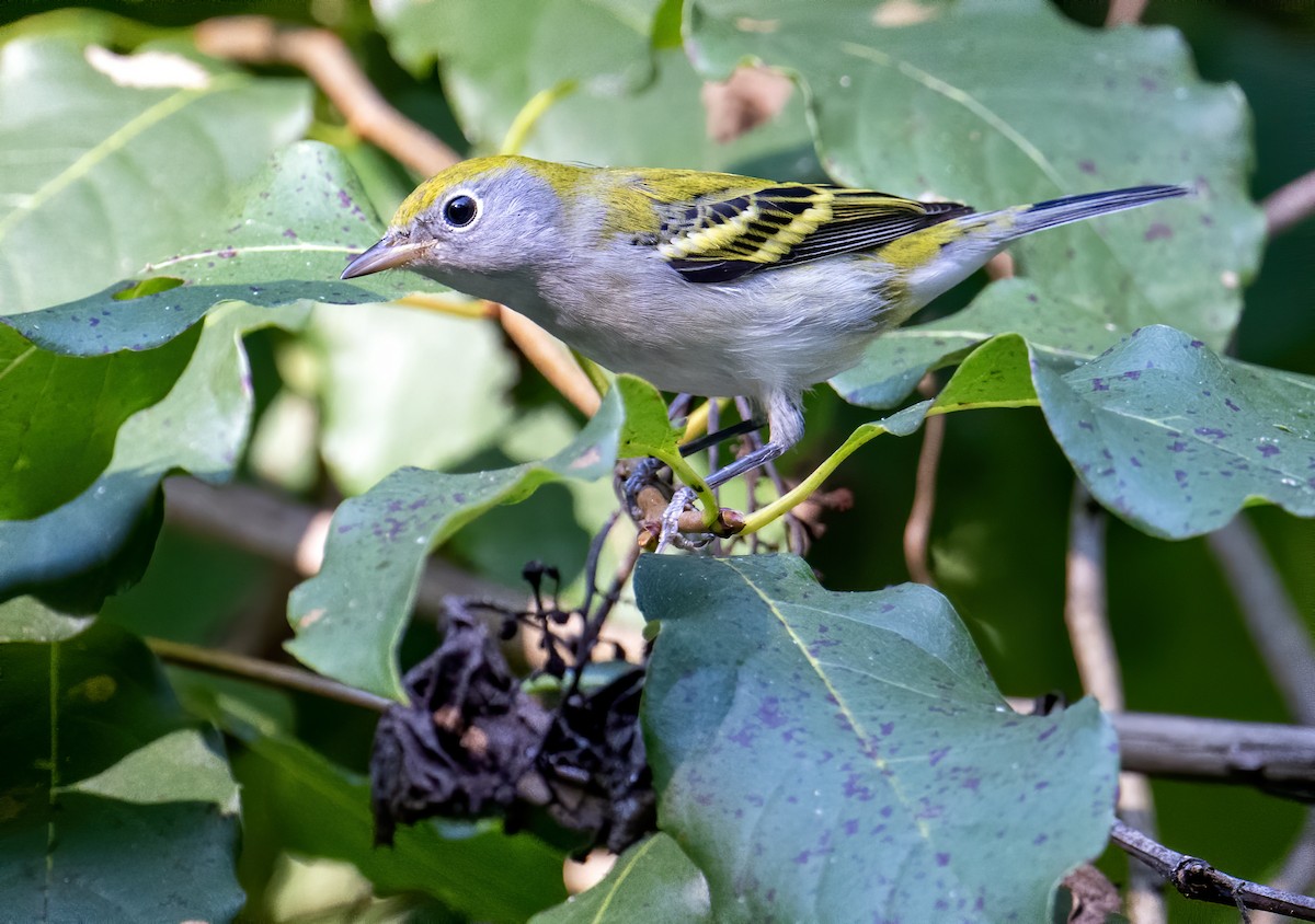 Chestnut-sided Warbler - ML608523258