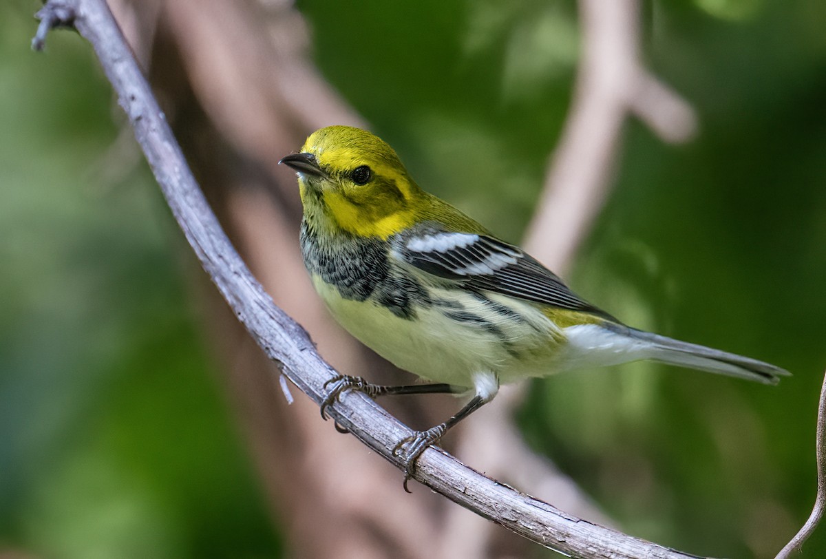 Black-throated Green Warbler - ML608523262