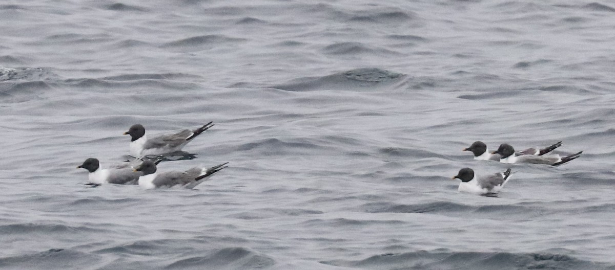 Sabine's Gull - ML608523379