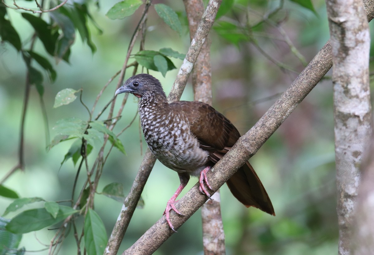 Speckled Chachalaca - Marcelo Quipo