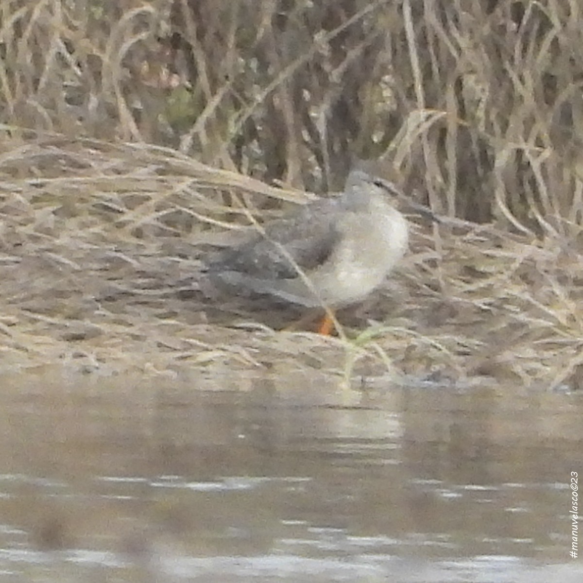 Common/Spotted Redshank - ML608523462