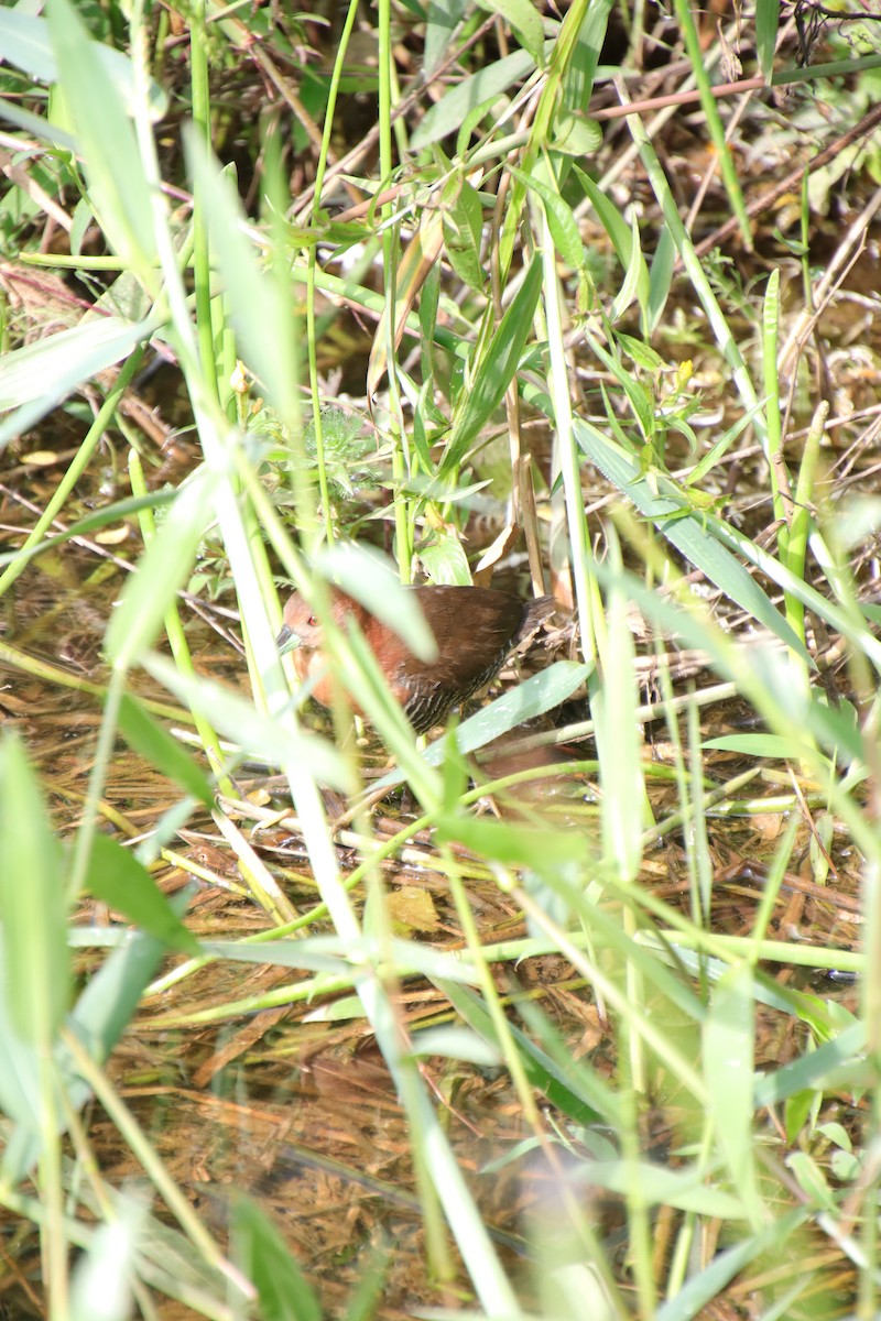 White-throated Crake - ML608523466