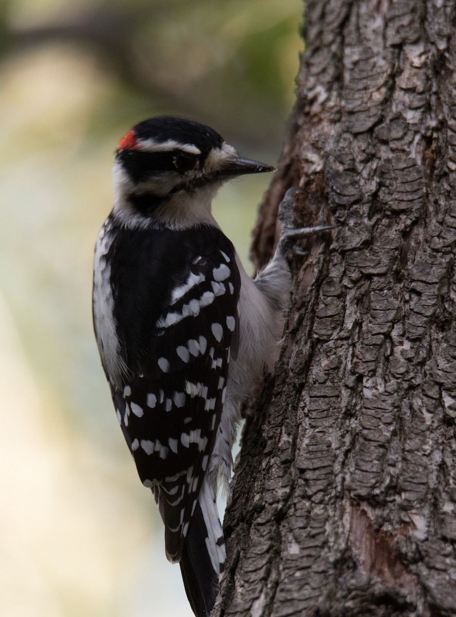 Downy Woodpecker - Craig Boyhont