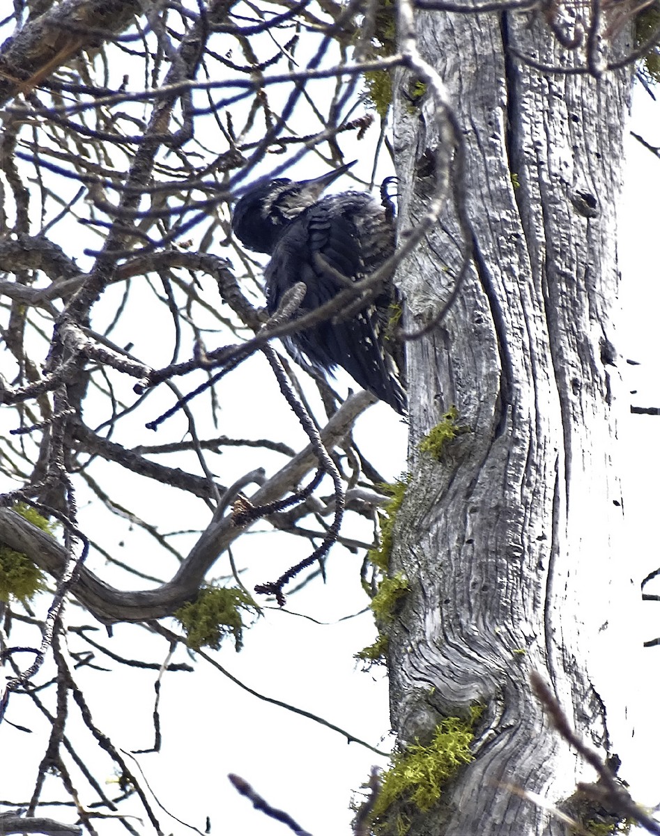 Black-backed Woodpecker - ML608523870