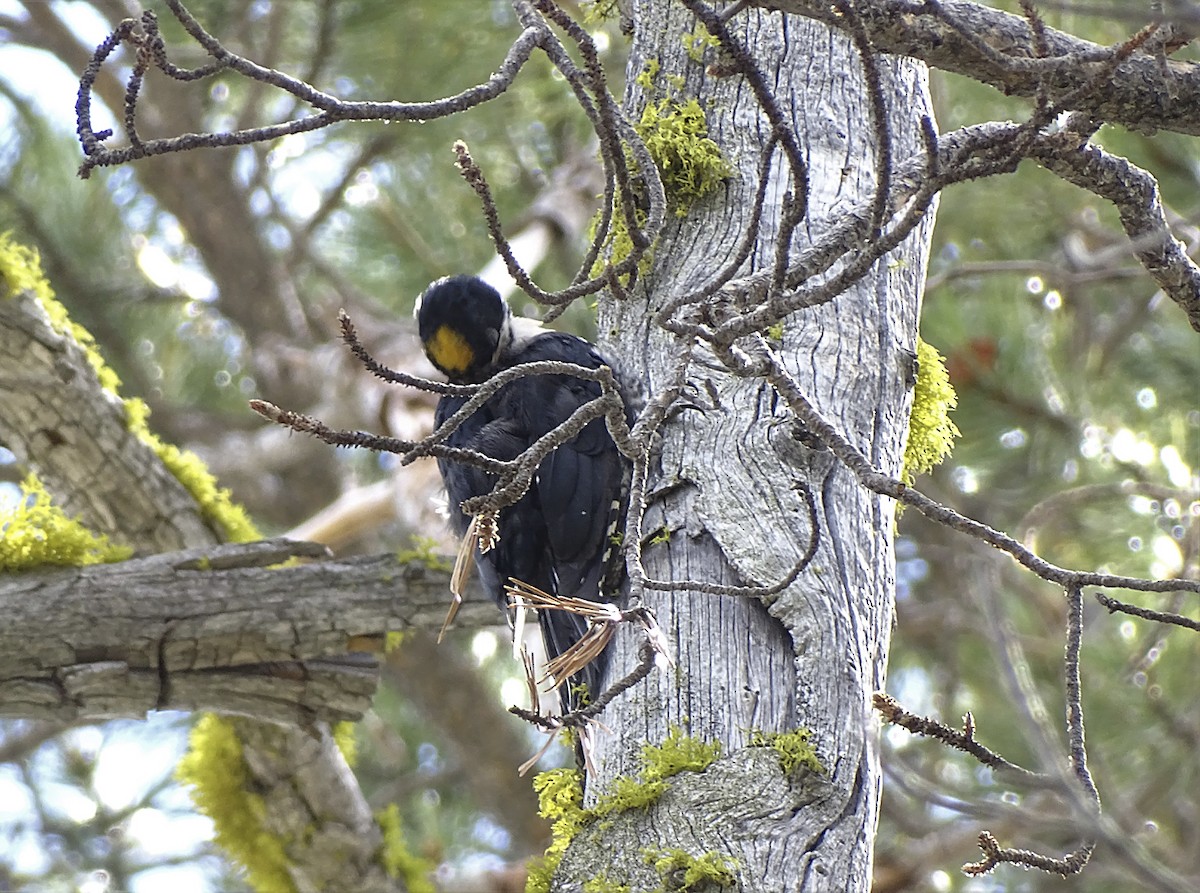 Black-backed Woodpecker - ML608523871