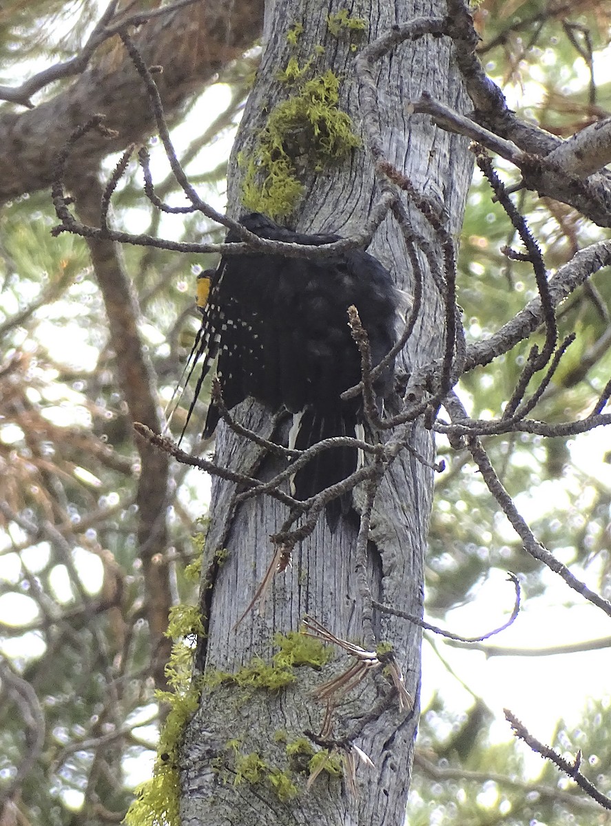 Black-backed Woodpecker - ML608523872