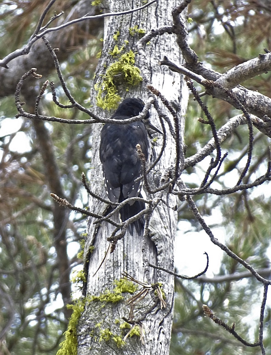 Black-backed Woodpecker - ML608523873