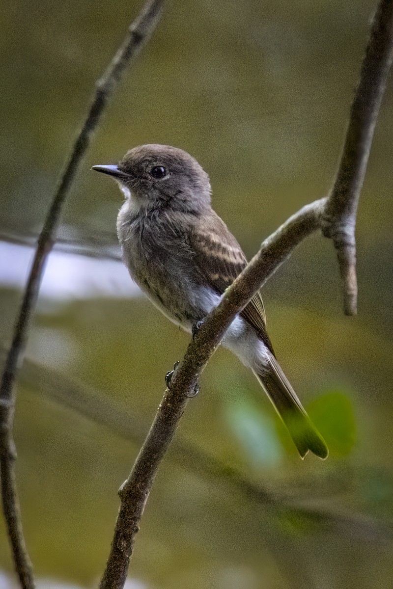 Eastern Phoebe - André Beauchesne