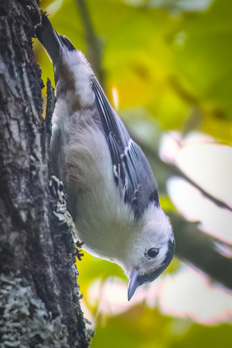 White-breasted Nuthatch - ML608523897