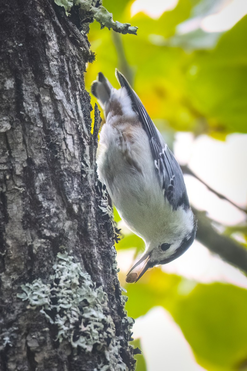 White-breasted Nuthatch - ML608523898