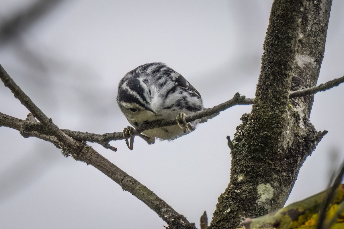 Black-and-white Warbler - ML608523909