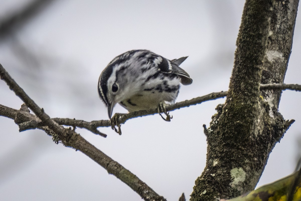 Black-and-white Warbler - ML608523910