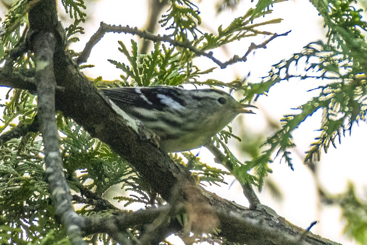 Black-and-white Warbler - ML608523911