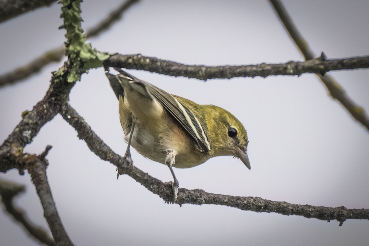 Bay-breasted Warbler - ML608523922