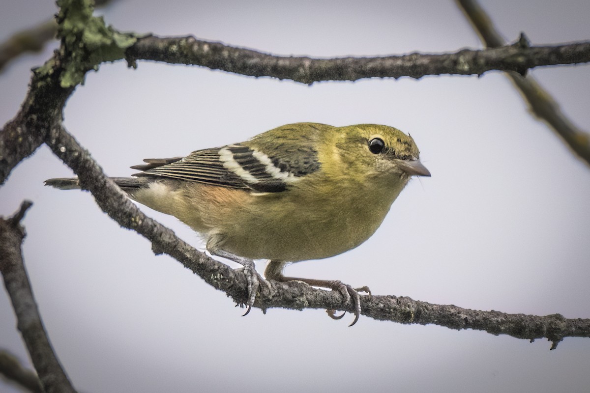 Bay-breasted Warbler - André Beauchesne