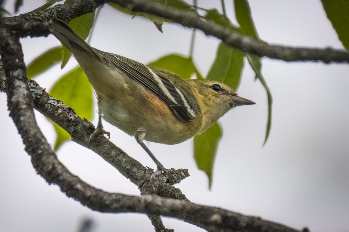 Bay-breasted Warbler - ML608523924